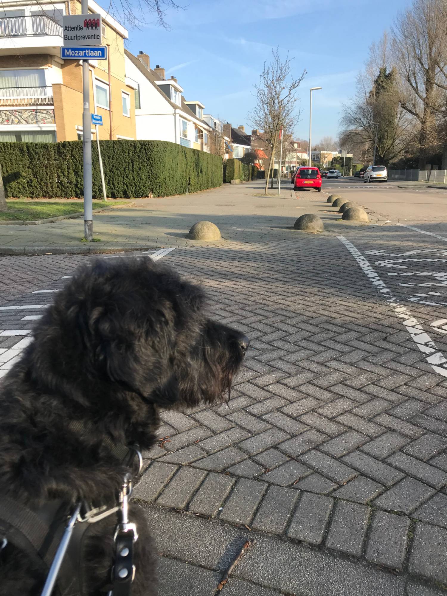 Hond observeert rustig het verkeer in de wijk