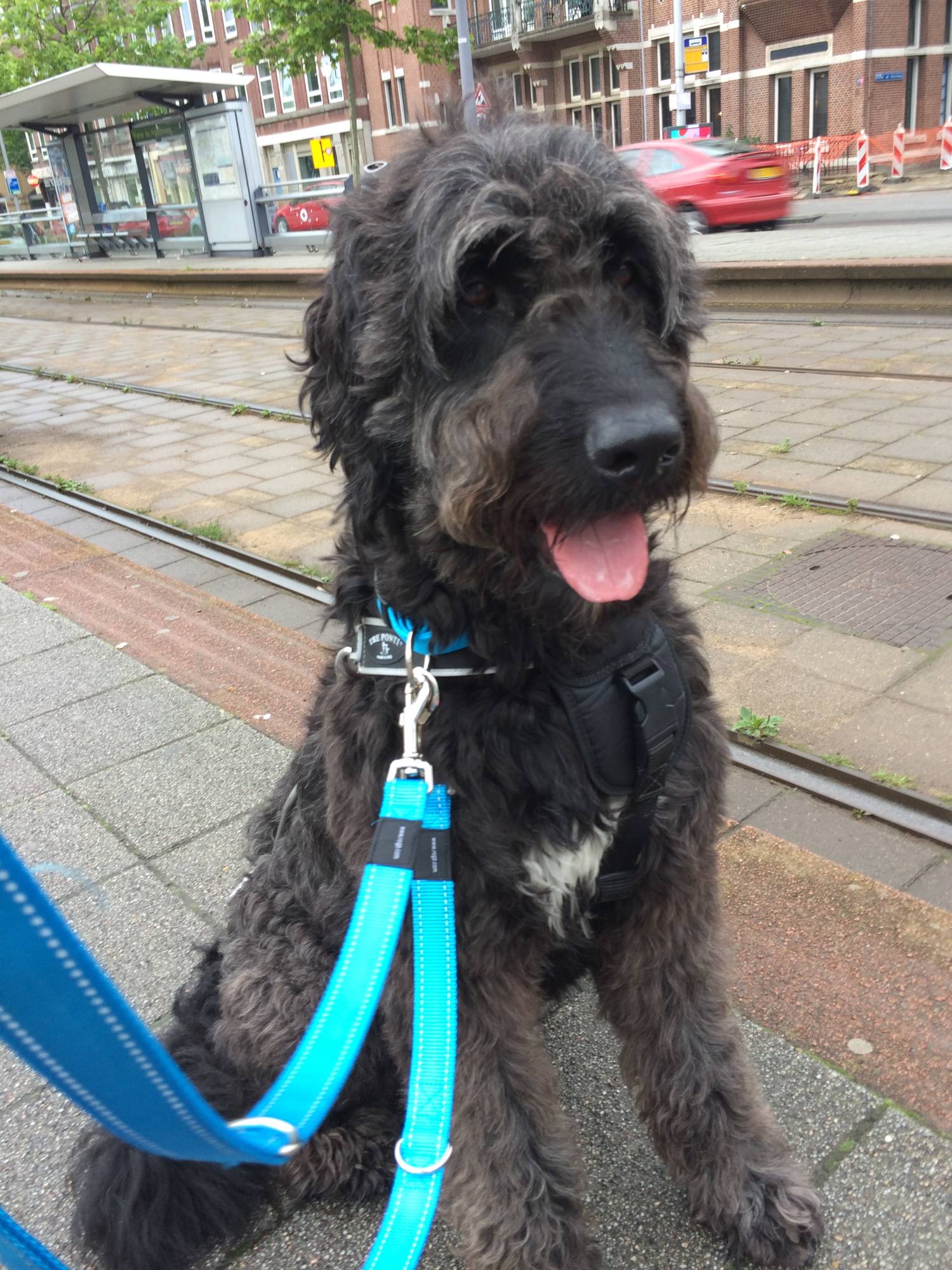 Hond traint ontspannen bij een tramhalte in de stad