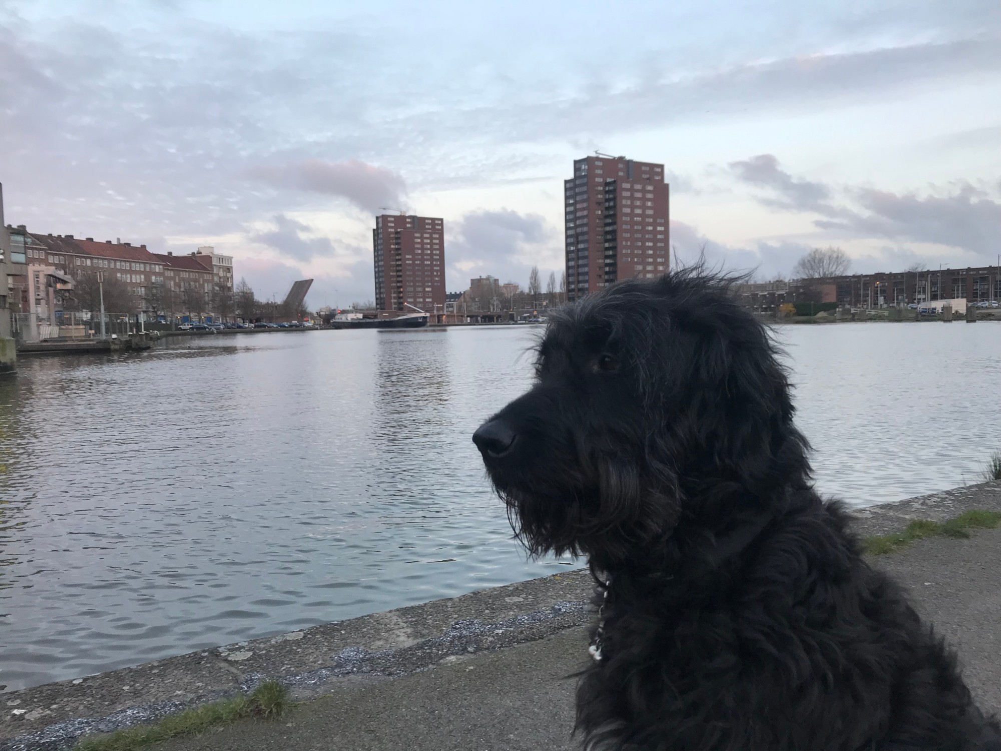 Hond kijkt uit over het water aan de rand van de stad