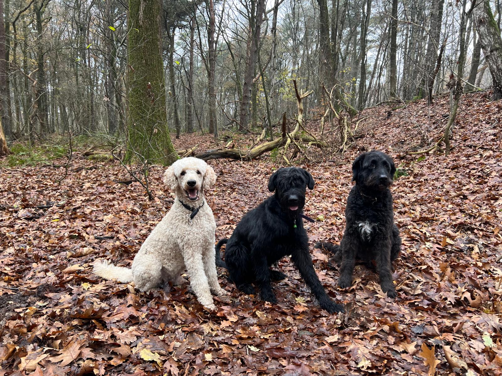 Paco, Collin en Aukje samen in het herfstbos bij Ede