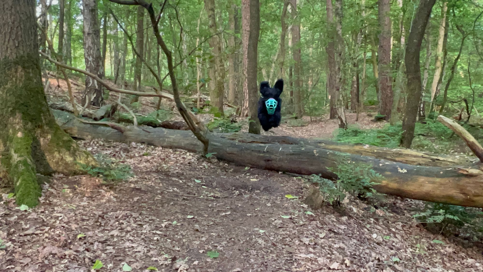Hond rent vrij en blij door het bos met een goed passende muilkorf