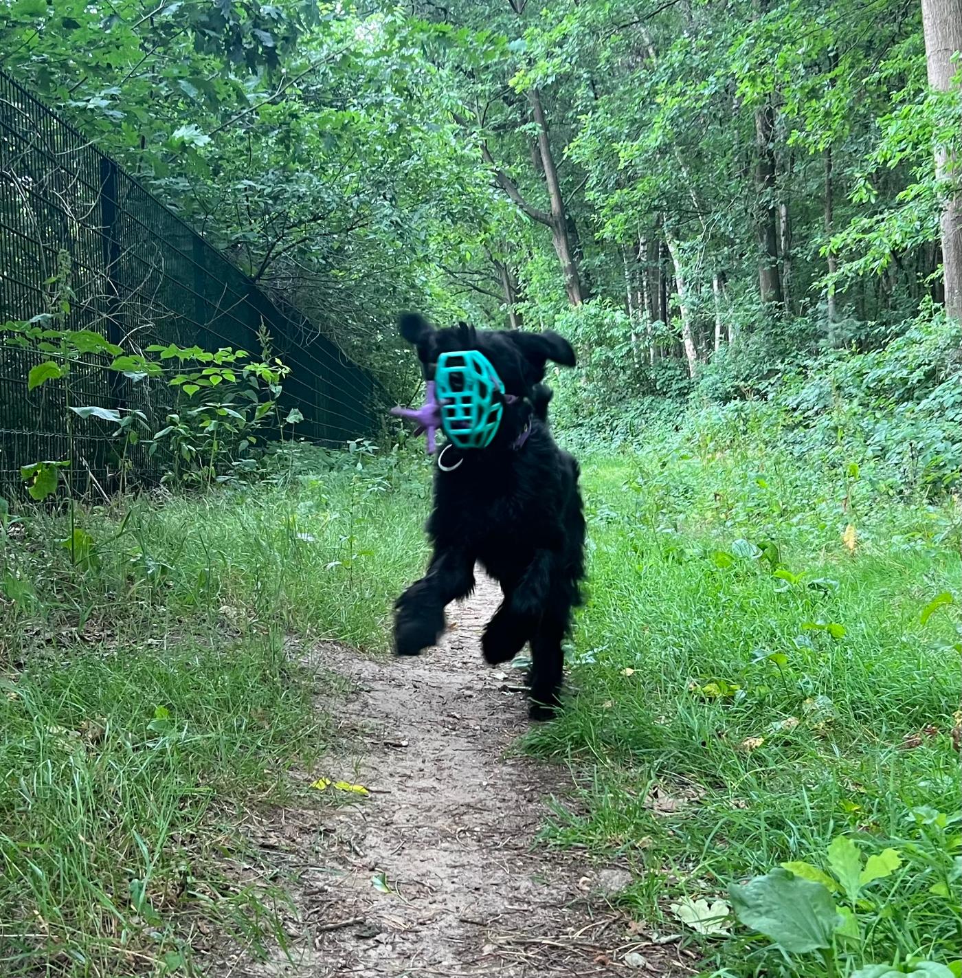 Zwarte hond rent door het bos met een muilkorf op en een paars Muzzle Mates-speeltje in de bek